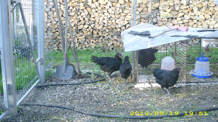 DSCI0917 - Australorp tineret