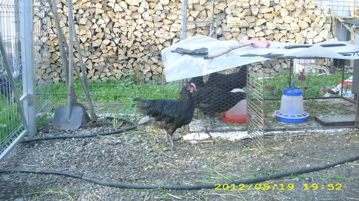 DSCI0921 - Australorp tineret