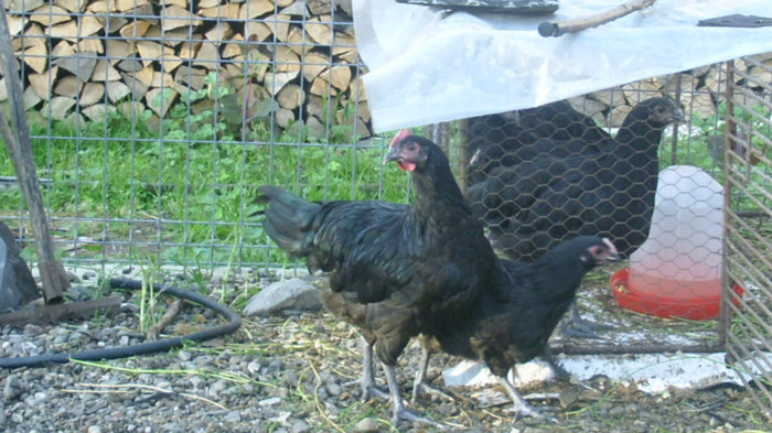 DSCI0924 - Australorp tineret