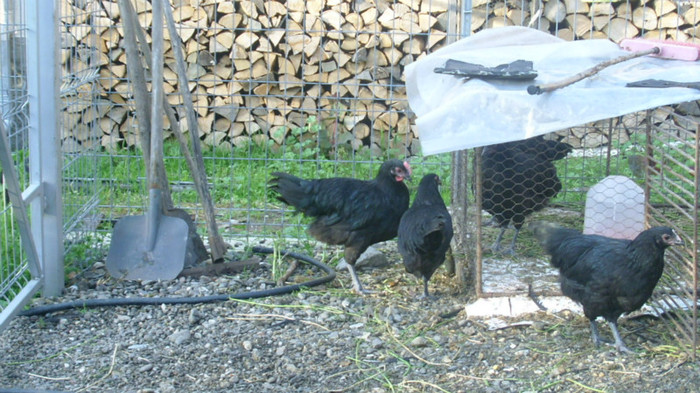 DSCI0925 - Australorp tineret