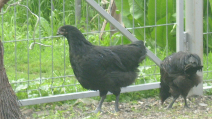 DSCI0927 - Australorp tineret