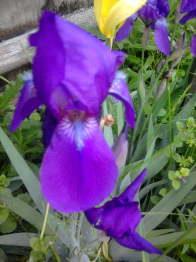 Iris - Alte specii de flori