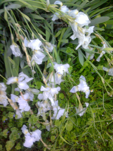 Irisi culcati....de furtuna. - Alte specii de flori