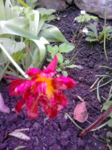 Lalea - Alte specii de flori