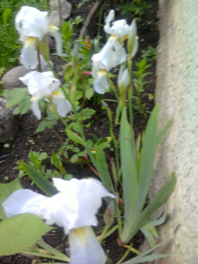 Irisi....Pusi la zid... - Alte specii de flori