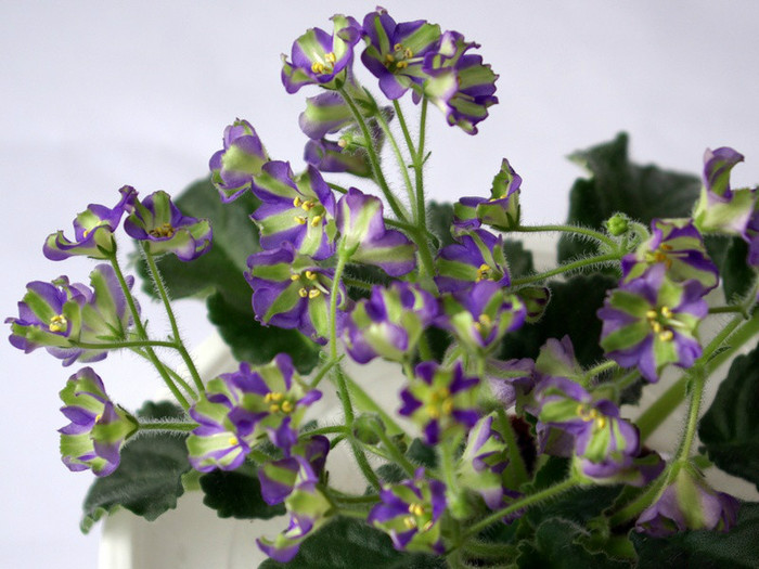 Yukako - Frunze violete