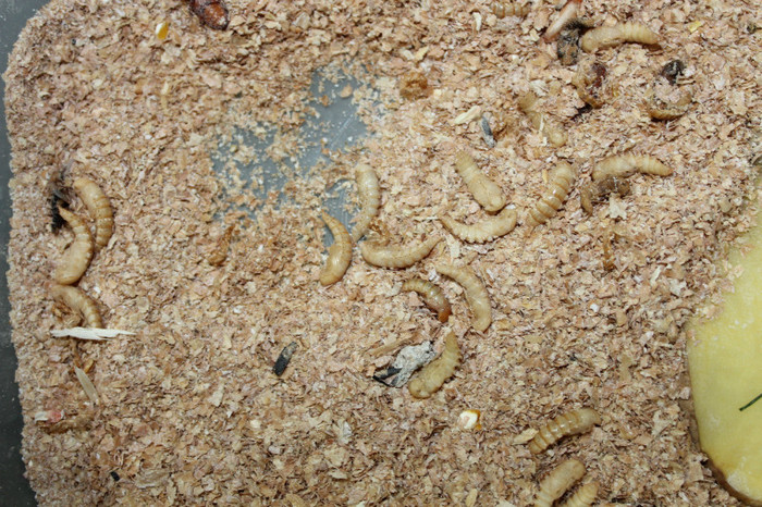  - 6 Mealworms