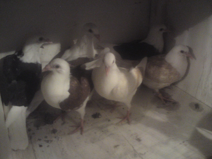 toti  sint  listi pentru  vinzare