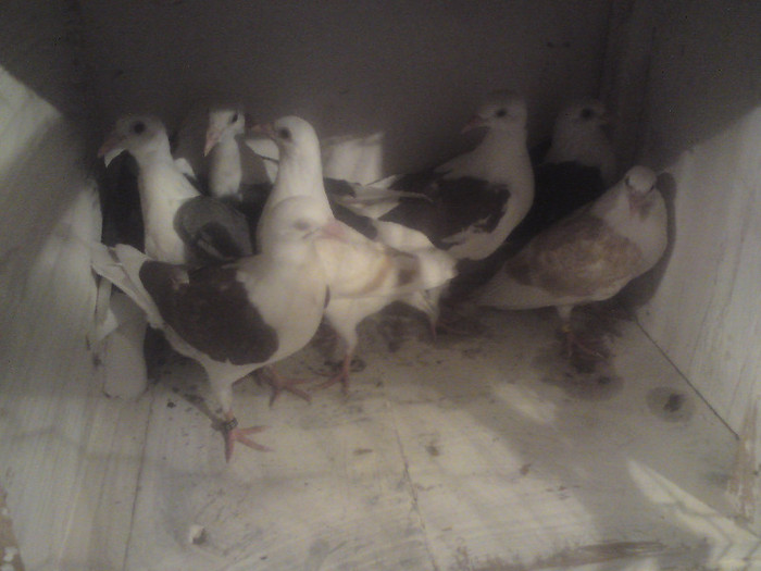 toti sint  listi  de  vinzare