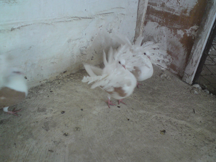 PERECHE  DE  VOLTAI PUI