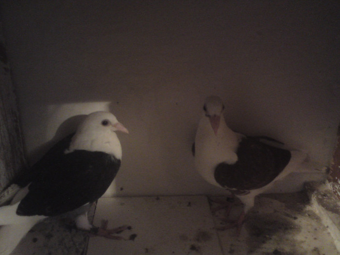 pereche  list pe  negru