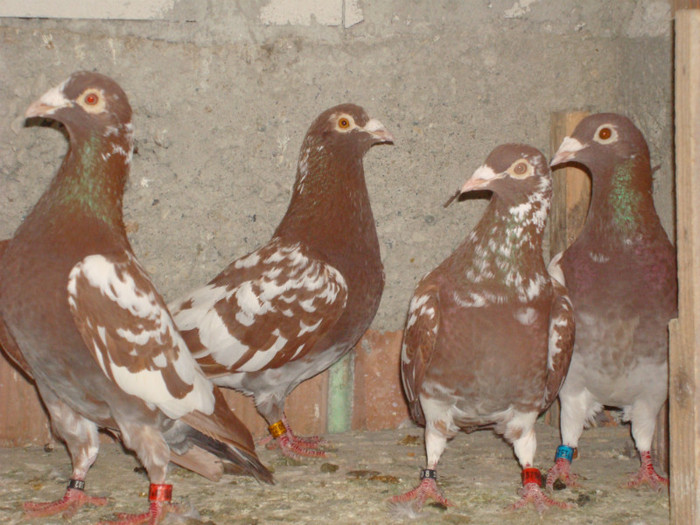 DSC08531 - meulemans