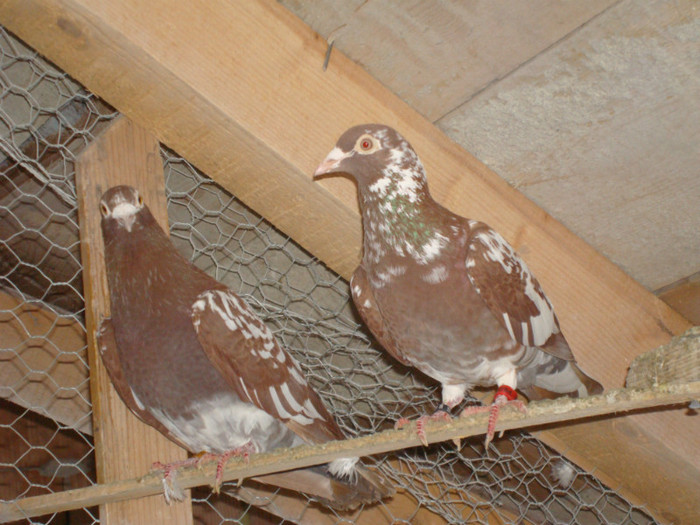 DSC08552 - meulemans