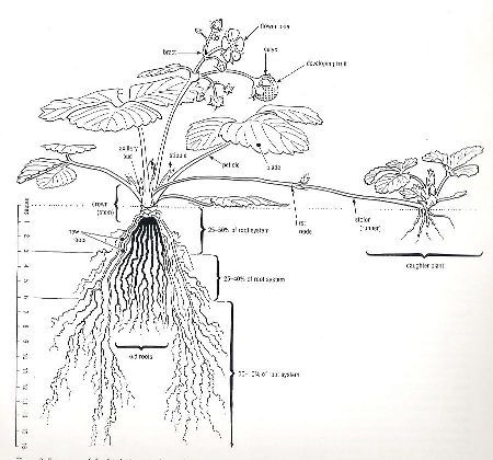 Planta de capsun0