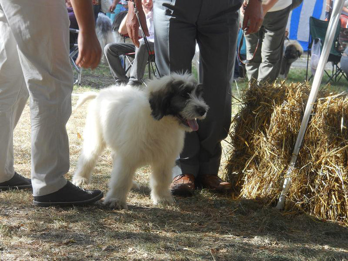 Anbra de Craiasa Muntilor 3 luni; Anbra de Craiasa Muntilor 3 luni Prima expozitie Cacib Tg Mures
