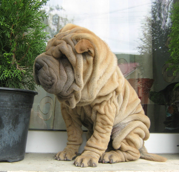 Pui Shar Pei; Varsta 3 luni Cuib B
