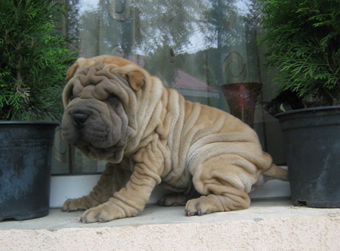 Pui Shar Pei; Varsta 3 luni Cuib B
