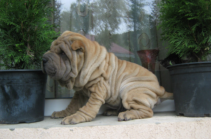 Pui Shar Pei; Varsta 3 luni Cuib B
