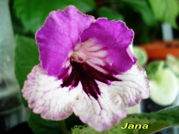 Jana (20-05-2012)