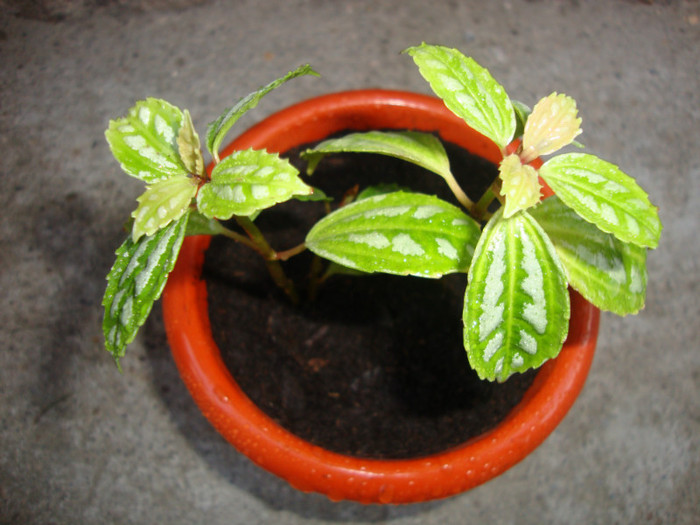 pilea - florile mele2