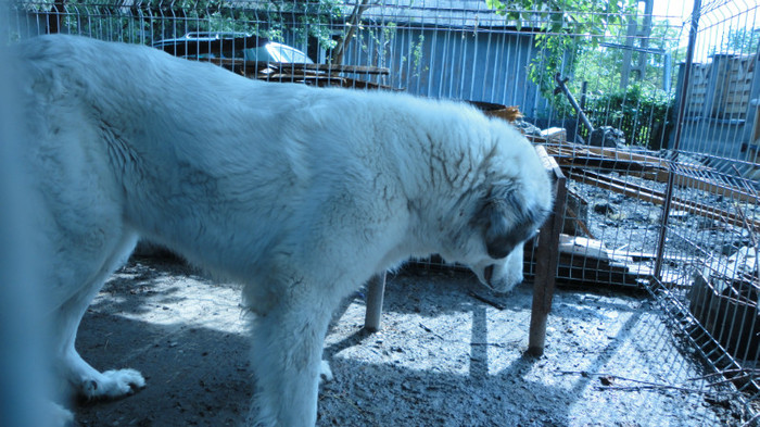 DSC01080 - catei ciobanesc de bucovina