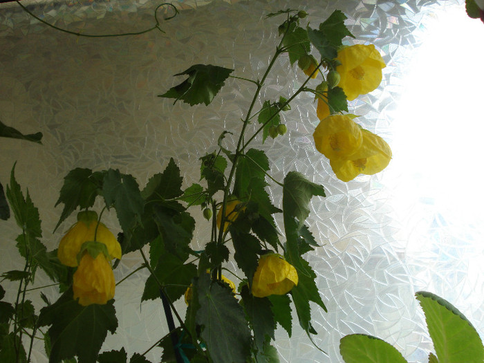 Abutilon galben (20-05-2012)