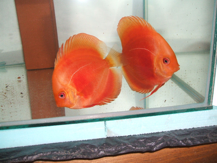 tineret super red - My Discus fish