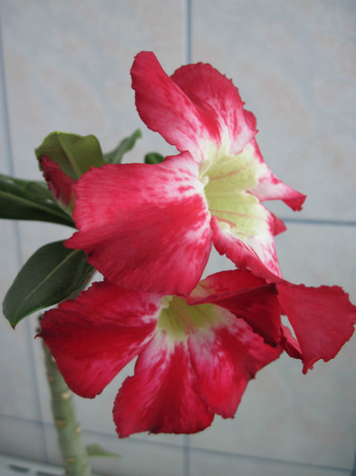 19.05.2012 - adenium necunoscut