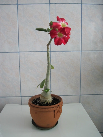 19.05.2012 - adenium necunoscut