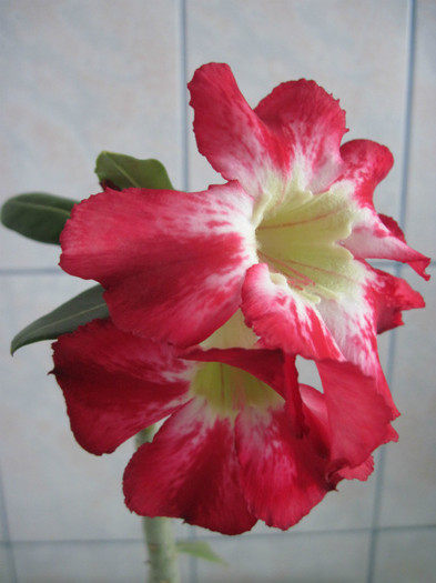 19.05.2012 - adenium necunoscut