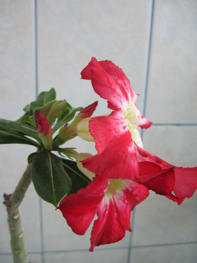 19.05.2012 - adenium necunoscut