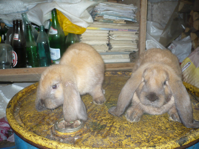 P1090893 - iepuri de vanzare mai 2012