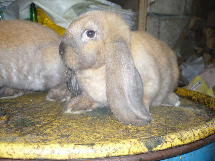 P1090895 - iepuri de vanzare mai 2012