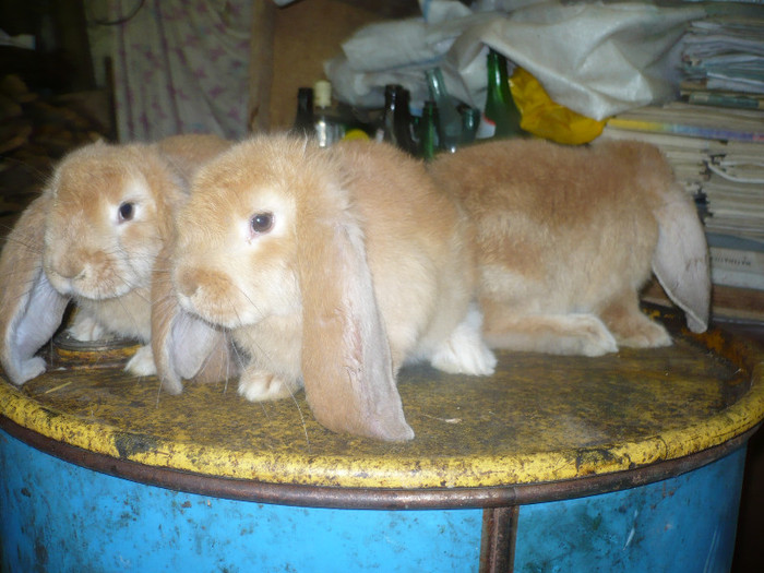 P1090902 - iepuri de vanzare mai 2012