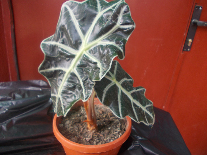 BBBBBBB 092 - FLORI  MM