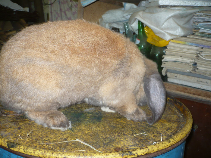 P1090971 - iepuri de vanzare mai 2012