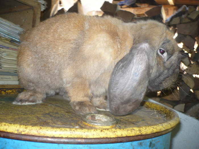 P1090974 - iepuri de vanzare mai 2012