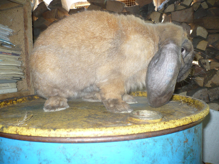 P1090976 - iepuri de vanzare mai 2012