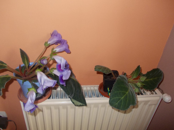 gloxinii - FLORI  MM
