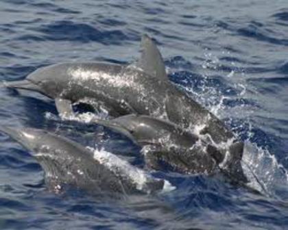 La mare cu delfinii - Vara la mare