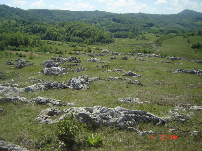 5 - ponoare-sarbatoarea liliacului