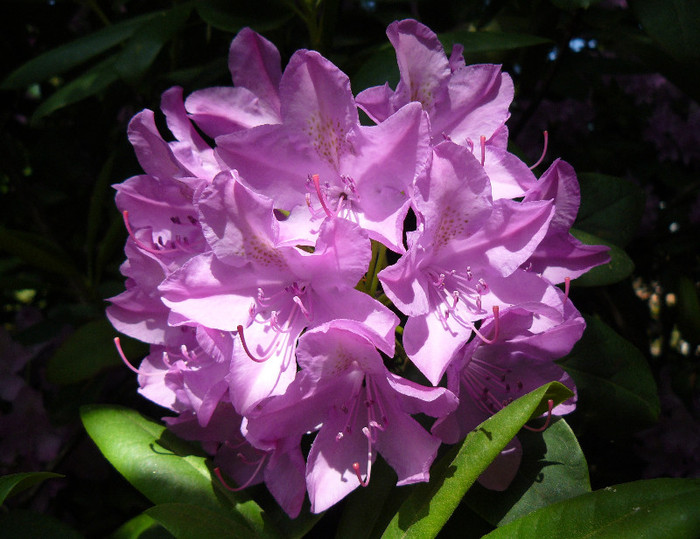 P1530487 - RODODENDRON
