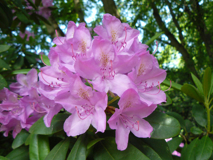 P1530490 - RODODENDRON