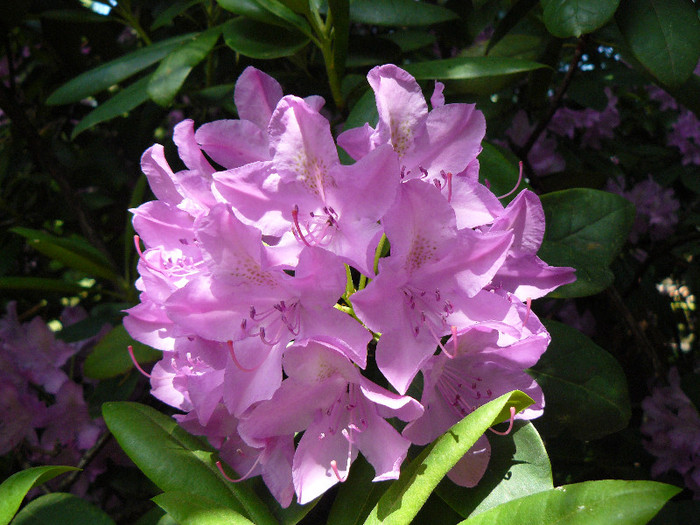 P1530491 - RODODENDRON