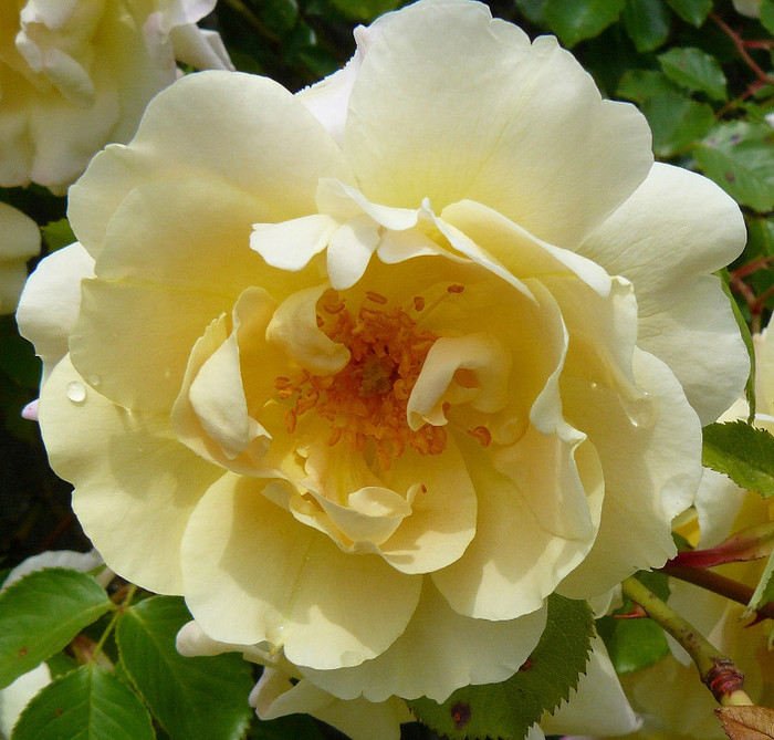 P1540030 - TRANDAFIRI