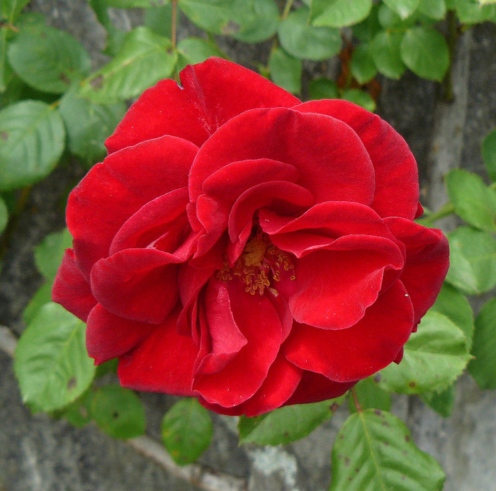 P1540034 - TRANDAFIRI