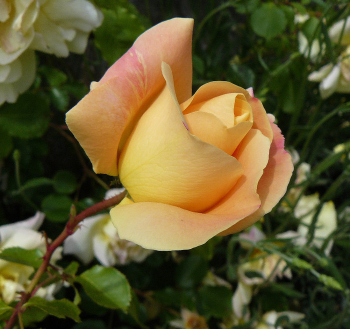 P1540035 - TRANDAFIRI