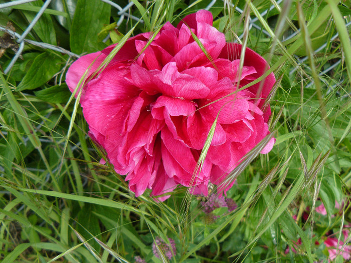 P1540075 - TRANDAFIRI