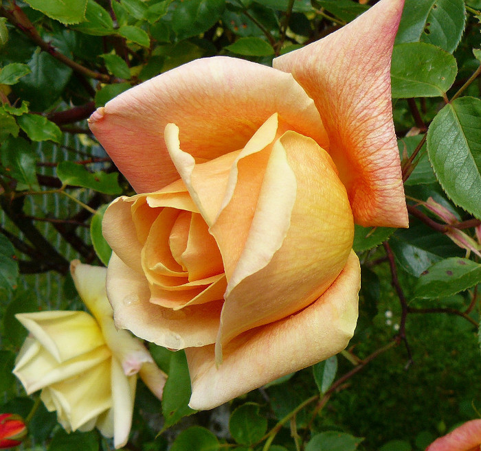 P1540078 - TRANDAFIRI