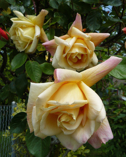 P1540079 - TRANDAFIRI